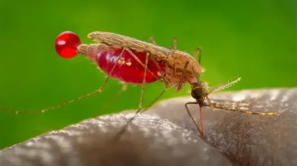 Malaria: Benue Commits ₦294.5m to Seasonal Prevention Campaign