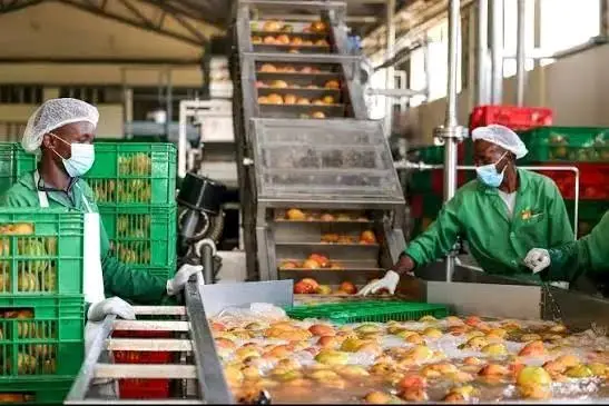 Sadio Mané Launches $20 Million Mango Agro-Processing Project in Senegal