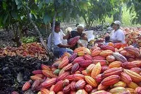 Nigeria’s Cocoa Exports to US Jump to $142m in 2025