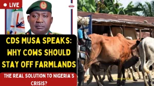 CDS Musa Speaks: Why Cows Should Stay Off Farmlands